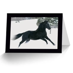 5 PACK CARDS -Best Equestrian Supplies 5 pack cards 7