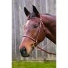ADVANTAGE PLAIN RAISED BRIDLE WITH LACED REINS 1 ADVANTAGE PLAIN RAISED BRIDLE WITH LACED REINS -Best Equestrian Supplies advantage plain raised bridle with laced reins