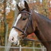 AVIGNON NASHVILLE BRIDLE 1 AVIGNON NASHVILLE BRIDLE -Best Equestrian Supplies avignon nashville bridle