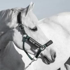 HALTER GUARDS -Best Equestrian Supplies halter guards 2