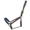 LEATHER HALTER - COLOURED PADDING -Best Equestrian Supplies leather halter coloured padding