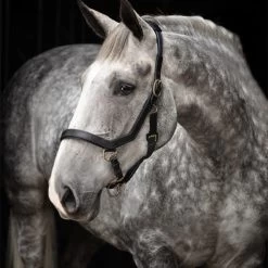 MICKLEM HEADCOLLAR -Best Equestrian Supplies micklem headcollar 1